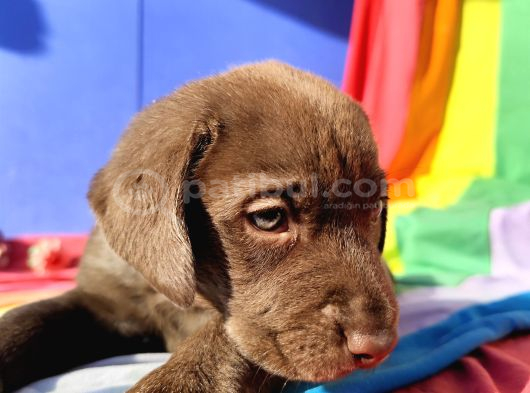 Üreti̇ci̇den A Plus Kali̇te Labrador Yavrular görsel
