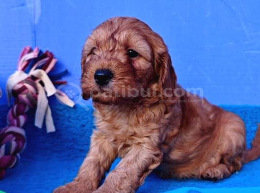 Orjinal Cacopo Yavrularımız