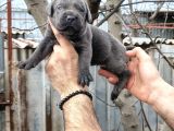 Cane Corso Yavruları  Güçlü Soy Sağlıklı Ve Özenli Bakım