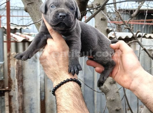 Cane Corso Yavruları  Güçlü Soy Sağlıklı Ve Özenli Bakım