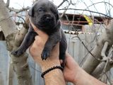 Cane Corso Yavruları  Güçlü Soy Sağlıklı Ve Özenli Bakım