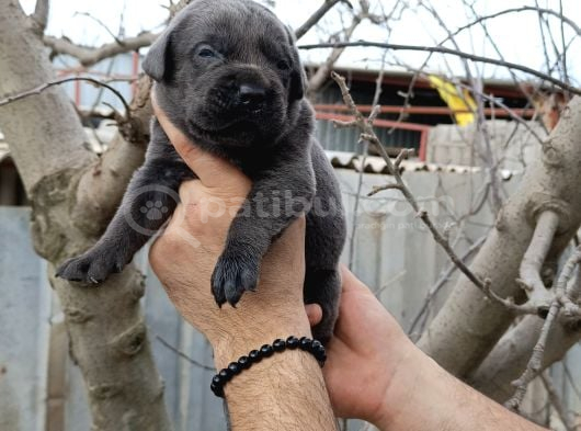 Cane Corso Yavruları  Güçlü Soy Sağlıklı Ve Özenli Bakım görsel