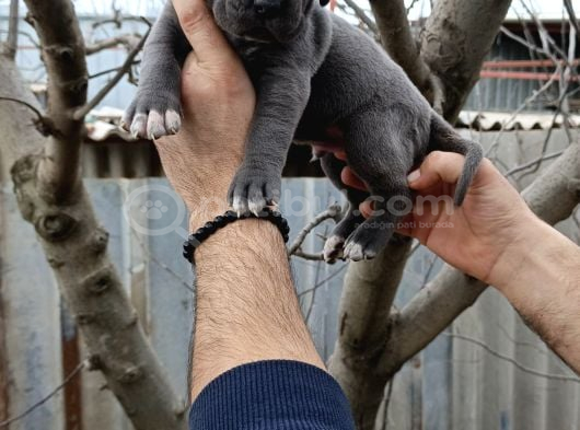 Cane Corso Yavruları  Güçlü Soy Sağlıklı Ve Özenli Bakım görsel