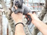 Cane Corso Yavruları  Güçlü Soy Sağlıklı Ve Özenli Bakım
