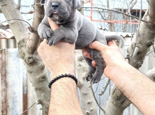 Cane Corso Yavruları  Güçlü Soy Sağlıklı Ve Özenli Bakım görsel