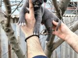 Cane Corso Yavruları  Güçlü Soy Sağlıklı Ve Özenli Bakım