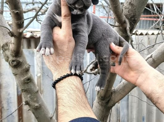 Cane Corso Yavruları  Güçlü Soy Sağlıklı Ve Özenli Bakım görsel