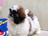Shih Tzu Bebekleri Yeni Ailesine Gitmeye Hazır