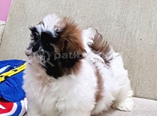 Shih Tzu Bebekleri Yeni Ailesine Gitmeye Hazır