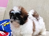 Shih Tzu Bebekleri Yeni Ailesine Gitmeye Hazır