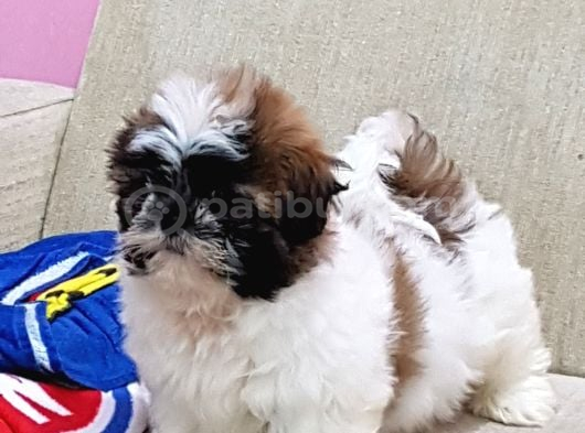 Shih Tzu Bebekleri Yeni Ailesine Gitmeye Hazır görsel