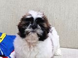 Shih Tzu Bebekleri Yeni Ailesine Gitmeye Hazır