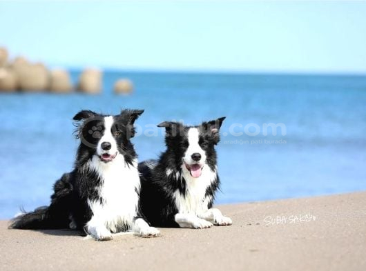 Border Collie Yavruları Istanbul