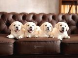 LABRADOR RETRIEVER YAVRULARI ISTANBUL