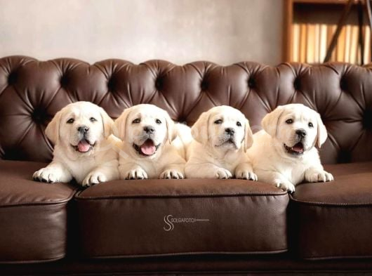 Labrador Retriever Yavrulari Istanbul