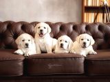 Labrador Retriever Yavrulari Istanbul