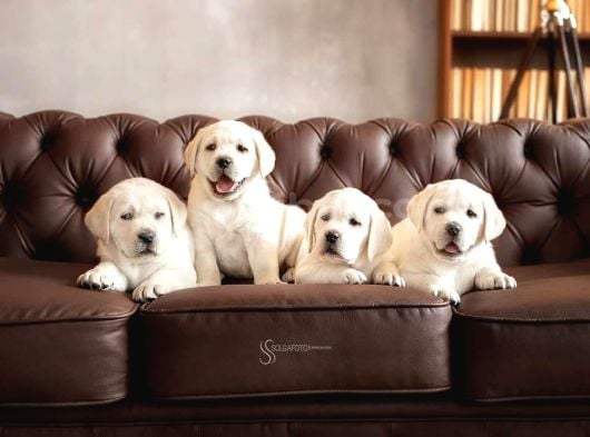 Labrador Retriever Yavrulari Istanbul görsel