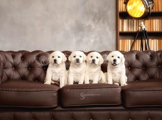 Labrador Retriever Yavrulari Istanbul görsel