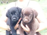 Labrador Retriever Yavrulari Istanbul