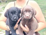 Labrador Retriever Yavrulari Istanbul