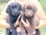 LABRADOR RETRIEVER YAVRULARI ISTANBUL