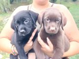 Labrador Retriever Yavrulari Istanbul