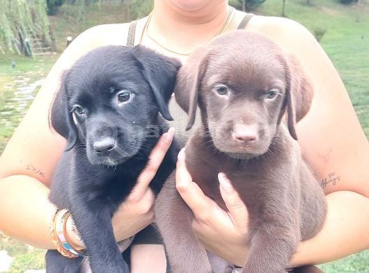 Labrador Retriever Yavrulari Istanbul görsel