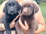 Labrador Retriever Yavrulari Istanbul