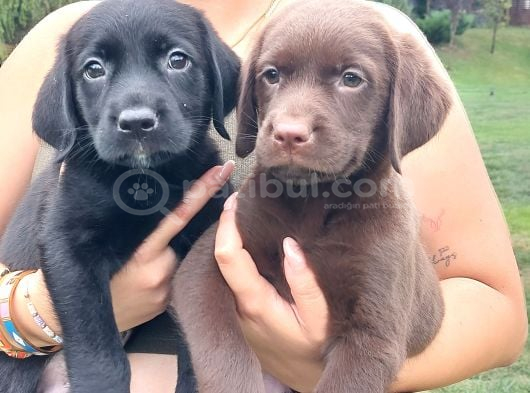 Labrador Retriever Yavrulari Istanbul görsel