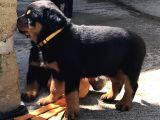 Hayali̇ni̇zdeki̇ Rottweiler Yavrusu Si̇zi̇ Bekli̇yor