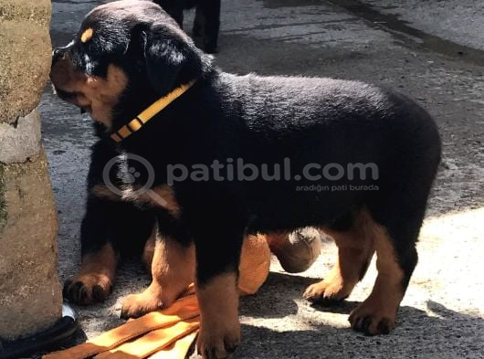 Hayali̇ni̇zdeki̇ Rottweiler Yavrusu Si̇zi̇ Bekli̇yor görsel