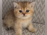 A Kalite Erkek British Shorthair