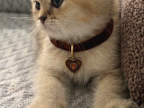 A Kalite Erkek British Shorthair