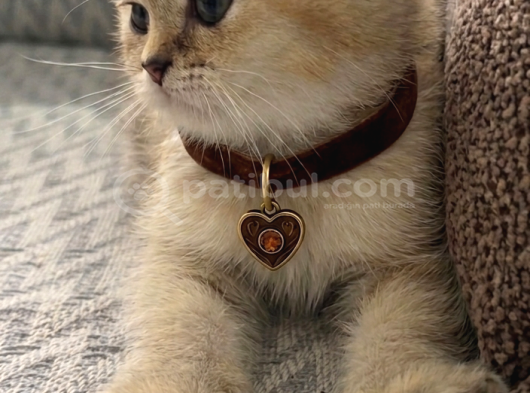 A Kalite Erkek British Shorthair görsel