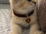 A Kalite Erkek British Shorthair