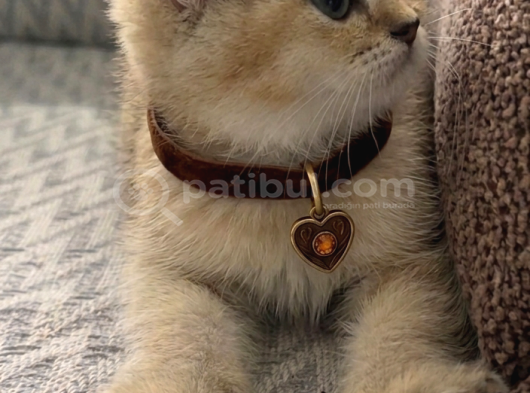 A Kalite Erkek British Shorthair görsel
