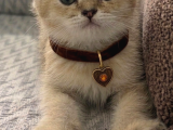 A Kalite Erkek British Shorthair
