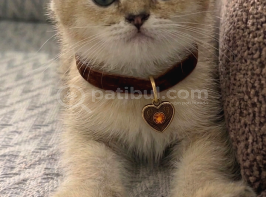 A Kalite Erkek British Shorthair görsel