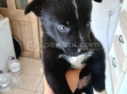 Husky Ve Yavruları Ücretsiz görsel