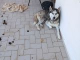 Husky Ve Yavruları Ücretsiz
