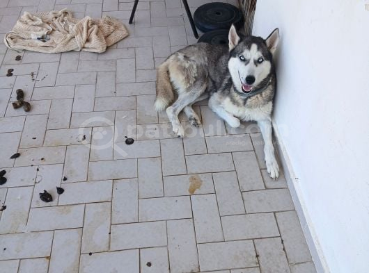Husky Ve Yavruları Ücretsiz görsel