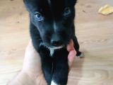 Husky Ve Yavruları Ücretsiz