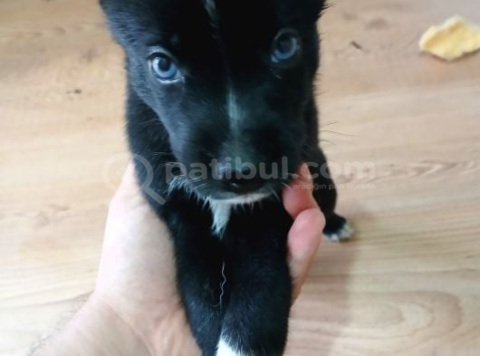 Husky Ve Yavruları Ücretsiz görsel