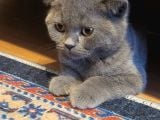 Scottish Fold Yavrularımız Ücretsiz Sahiplendirilecektir