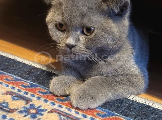 Scottish Fold Yavrularımız Ücretsiz Sahiplendirilecektir görsel