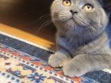 Scottish Fold Yavrularımız Ücretsiz Sahiplendirilecektir