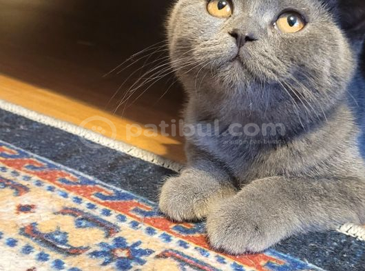 Scottish fold yavrularımız üCRETSIZ sahiplendirilecektir