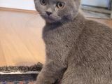 Scottish Fold Yavrularımız Ücretsiz Sahiplendirilecektir