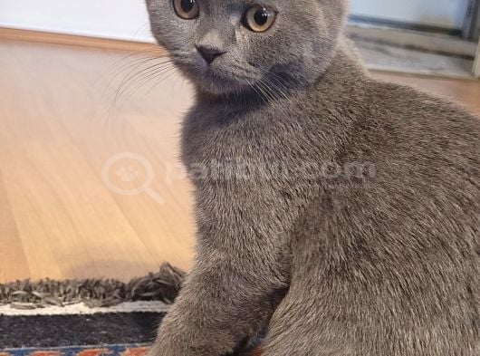 Scottish Fold Yavrularımız Ücretsiz Sahiplendirilecektir görsel