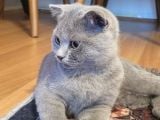 Scottish Fold Yavrularımız Ücretsiz Sahiplendirilecektir